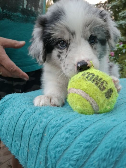 Border collie suczka blue merle ZKwP