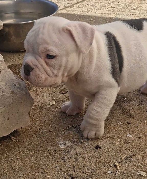 American Bully lindíssimo