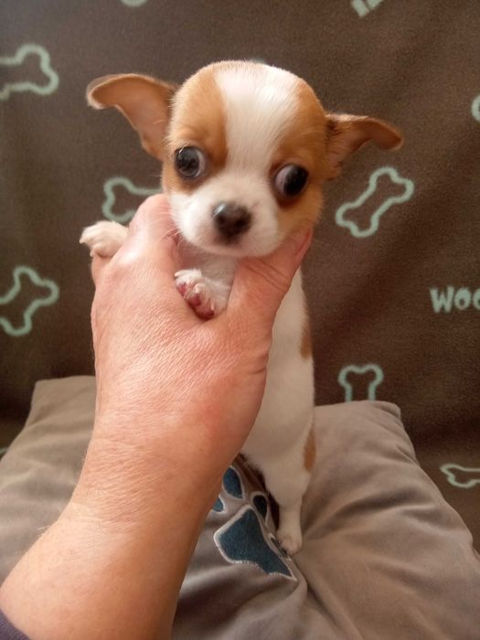Чихуахуа міні хлопчик