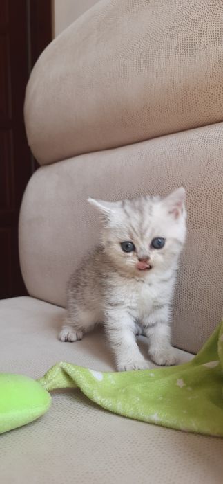 Супер милые котята