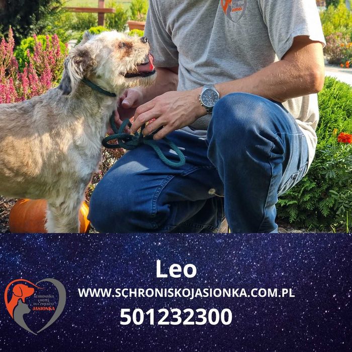 Leo szuka domu schroniska Jasionka-aktualne
