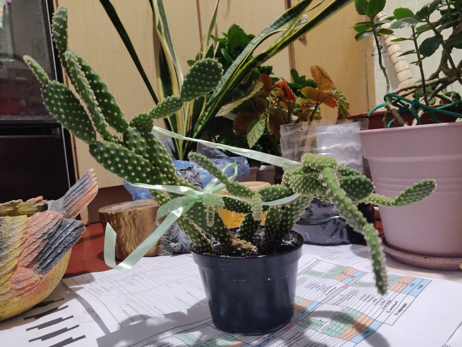 Вазон Кактус, кімнатна рослина.