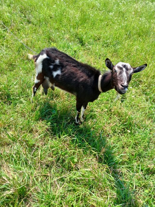 Терміново продам Продам парочку кіз