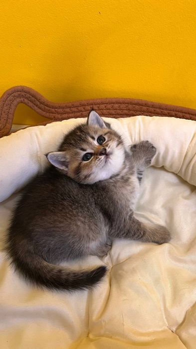 Кошенята британські  золота шиншила 2 міс