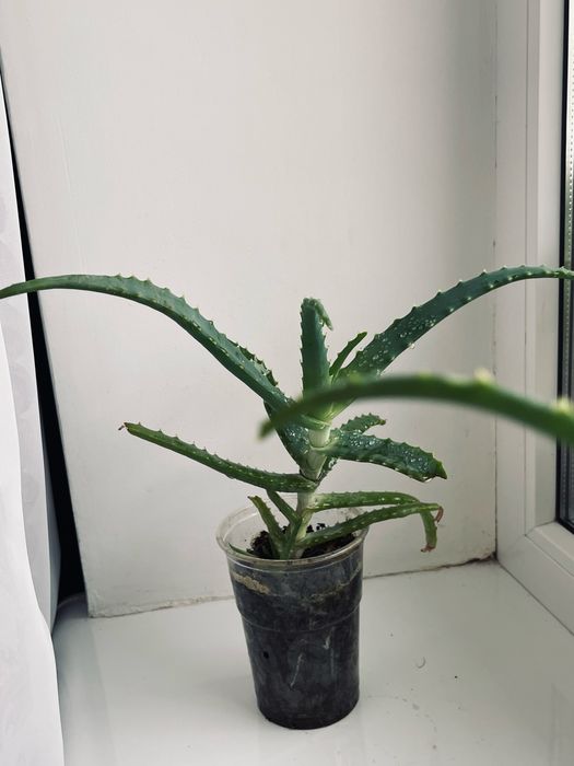 Алое деревовидне лікувальне