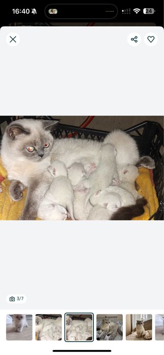 Вязка (кот). Серебристая шиншилла