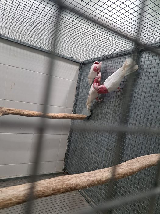 Cinzentos e Catatua galah