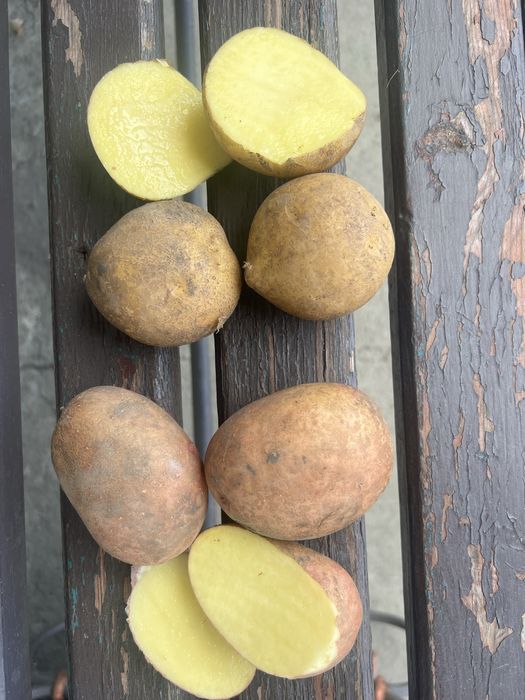 Картопля домашня можлива доставка Львів і область