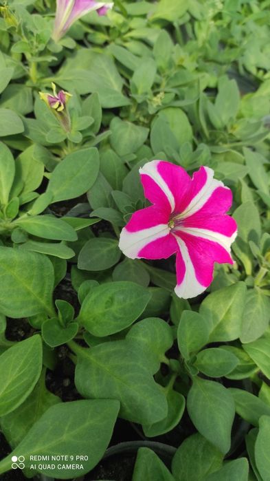 Продам цветы петуния