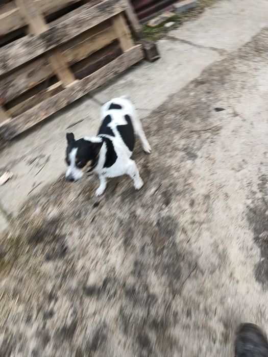 Szczeniaki suczki pieski