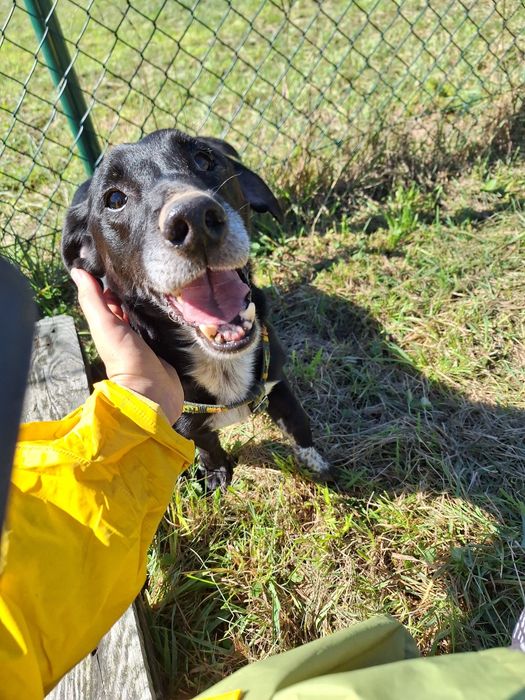 Agent szuka swojego domku