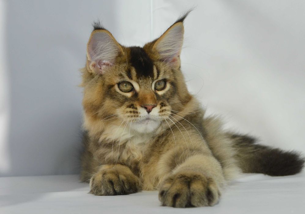 Мейн кун . Мальчик 3 мес.