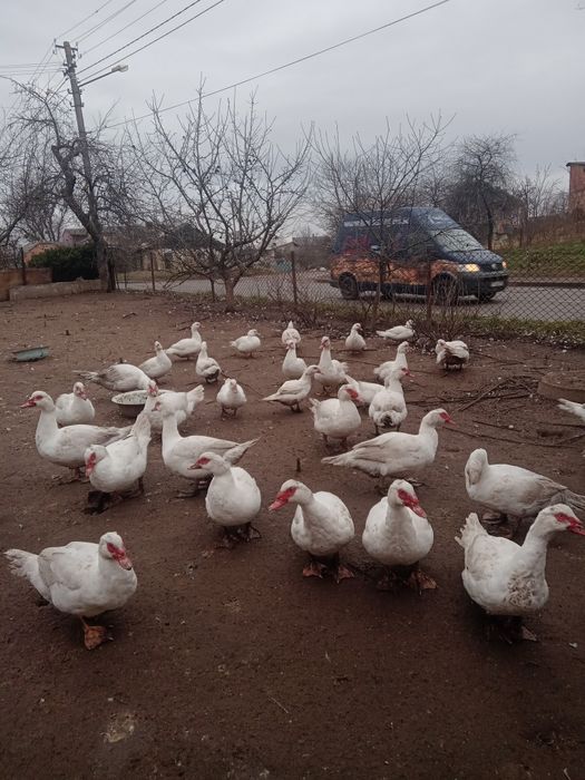 Качки .Індокачки