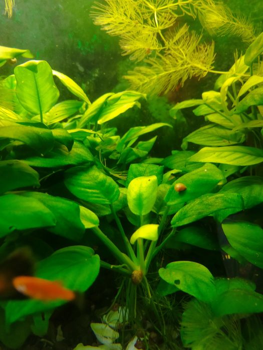 Анубіас , роголистник акваріумні рослини