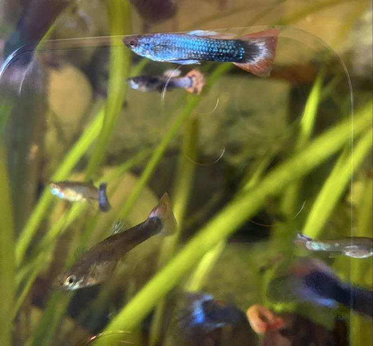 Guppies/Guppys machos e femeas