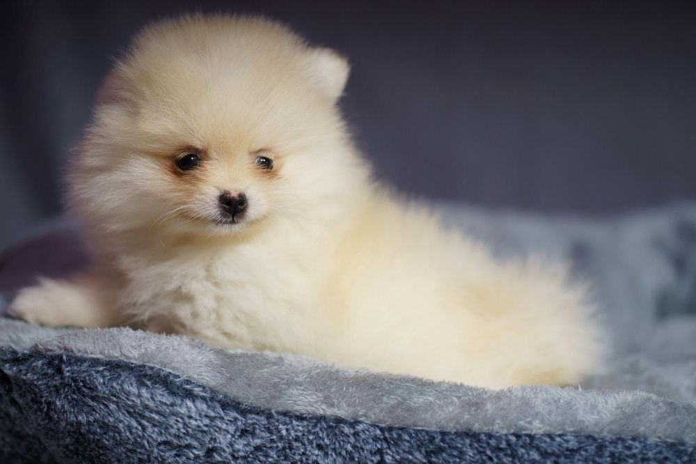 Pomeranian piesek