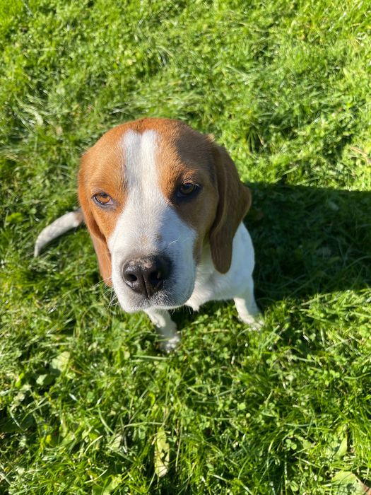 Oddam psa rasy beagle