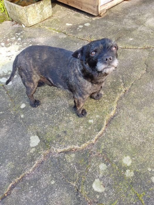 Adoção Responsável