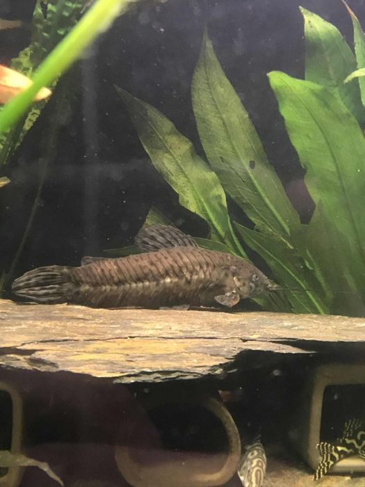 Kiryśnik czarno plamisty