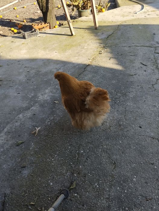 Ovos Orpington Amarela