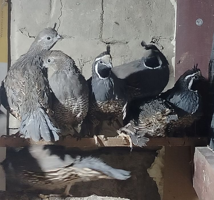 Przepiór kalifornijski - pary