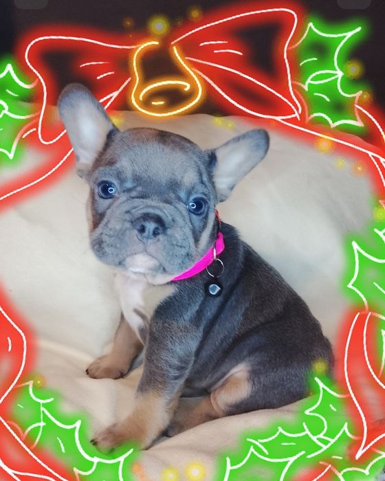 Дівчинка французького бульдога