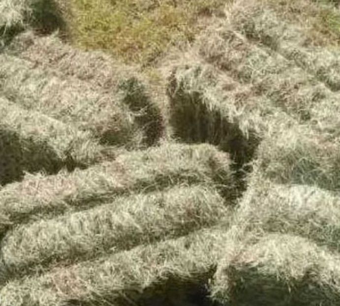 Продам свіже польове сіно