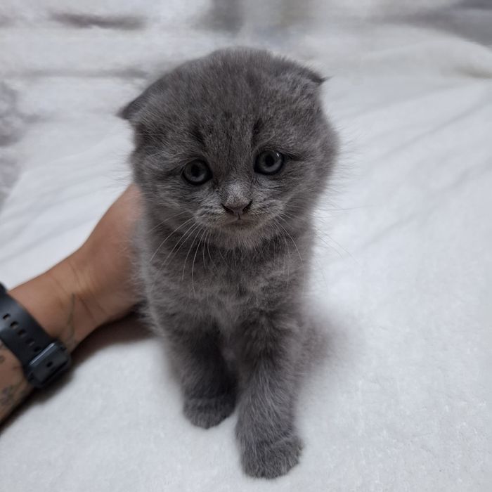 шотландські котята