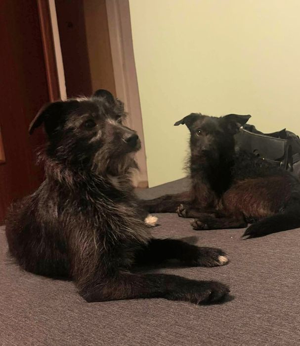 Ali suczka z interwencji do adopcji