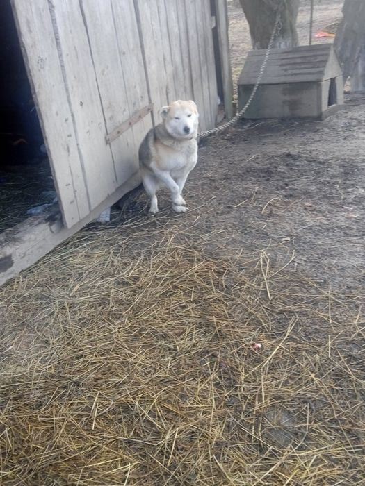 Продам пса готовий для охоти пес має 2 роки пес охочней гонить у лісі