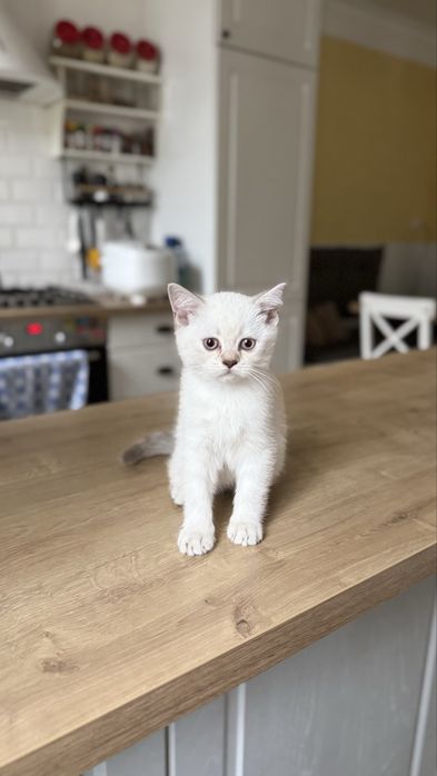 Шотландськи кошенята