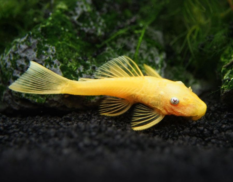 Bristlenose Pleco (Ancistrus spp.)