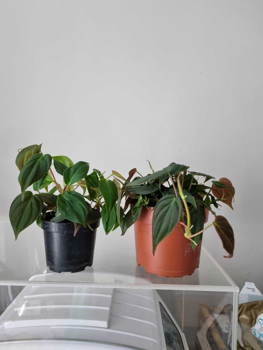 Philodendron micans