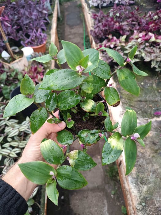 blushing bride trzykrotka