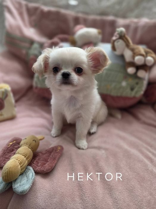 Chihuahua piesek ZKwP po CH. PL.