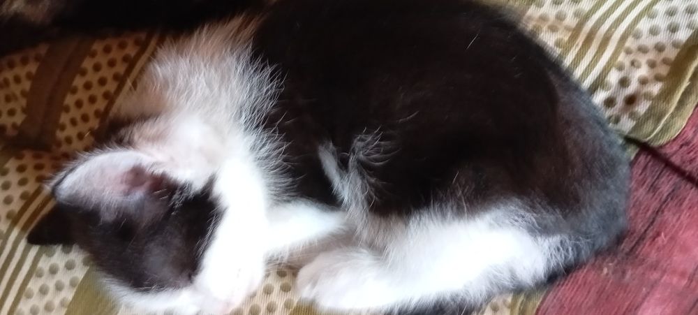 Котики безплатно