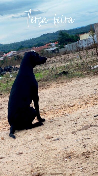 Cadela para Adoção