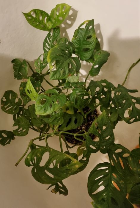 Сциндапсус Піктус требі, Мунлайт, Хеппі Ліф, епіпремнум Лайм, монстера