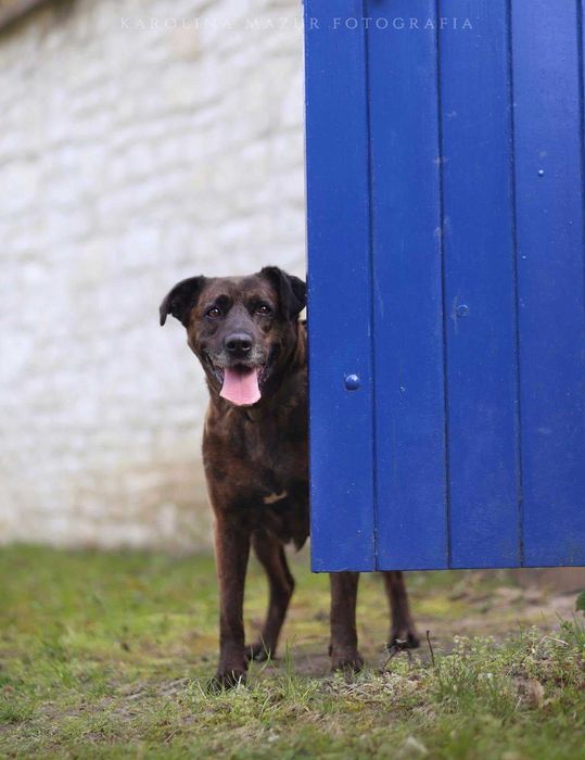 Trufla - urocza sunia do adopcji!