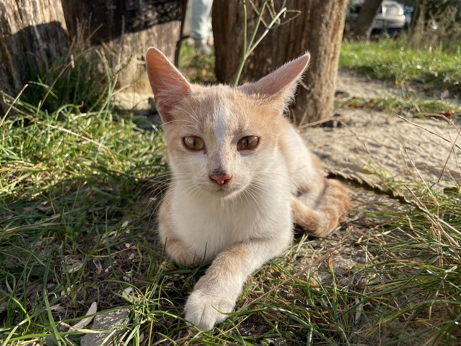 Кошення безкоштовно