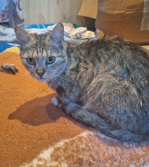 Kotek do adopcji- Luna jest młodą kotką, potrzebuje człowieka