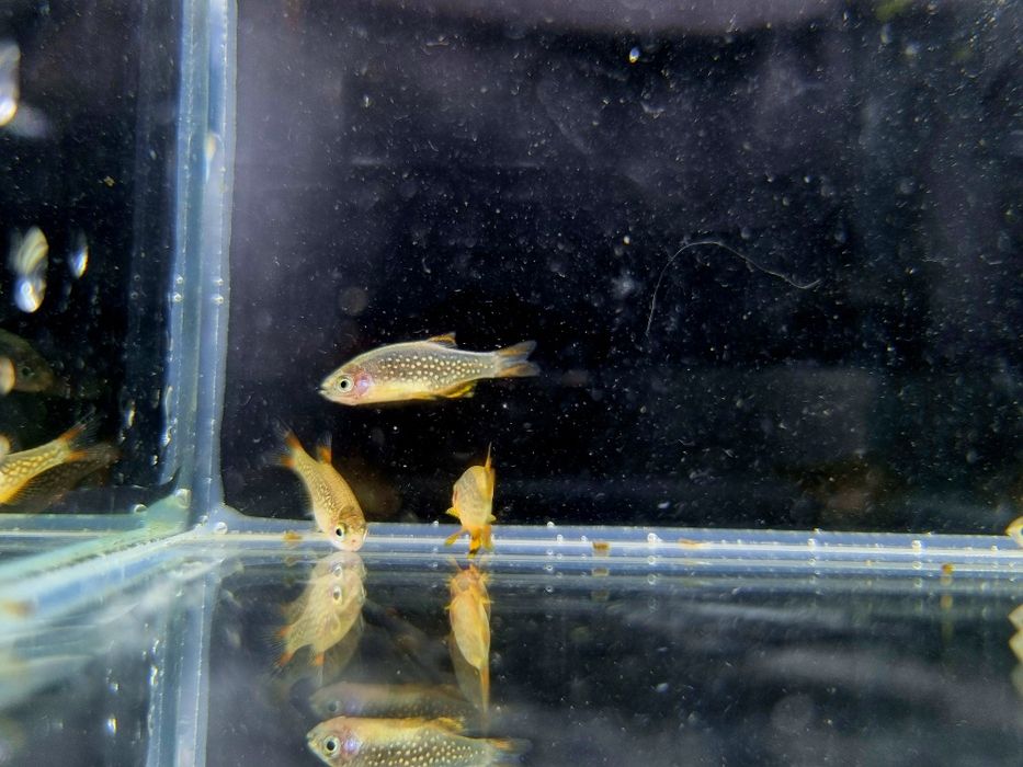 Rozbora Galaxy Danio perłowe ryby do nano akwarii lub krewetkarium