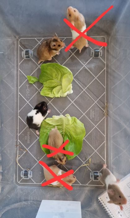 Chomik syryjski samiczki
