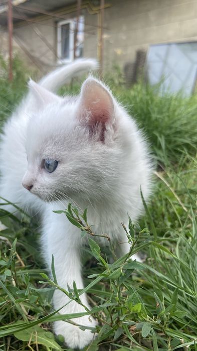 Віддаю кошенят в добрі руки