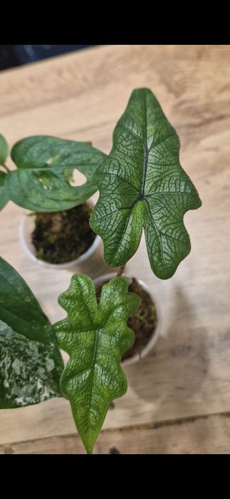 Алоказія Жаклін  свої надлишки