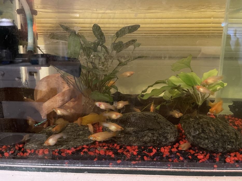 Molinezja ostrousta pomarańczowa