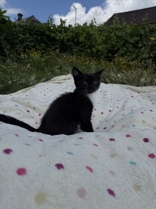 Милые котята ищут любящих хозяев