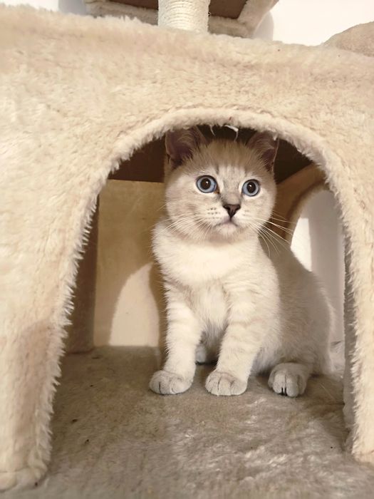 Kotka Brytyjska do odbioru Point pręgowany Rodowód