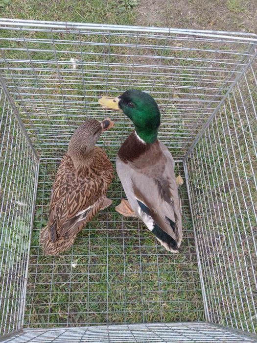 Карликові кохінхіни