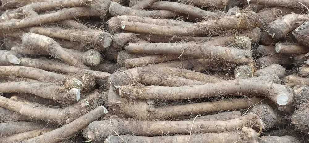 Sprzedam chrzan do tarcia i do ogórka